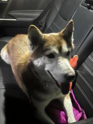 Found/Stray Female Dog last seen Hyde park and chester, Inglewood, CA 90302