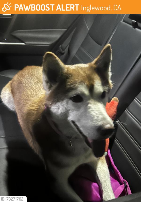 Found/Stray Female Dog last seen Hyde park and chester, Inglewood, CA 90302