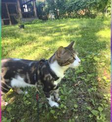Lost Male Cat last seen Kingston and Lawson, Toronto, ON M1C 1P9