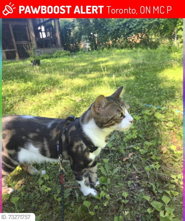 Lost Male Cat last seen Kingston and Lawson, Toronto, ON M1C 1P9