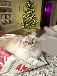Reunited Male Cat last seen TGM Bay Isle apmts, St. Petersburg, FL 33716