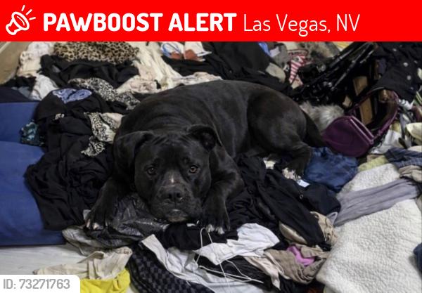 Lost Female Dog last seen Leid animal foundation, Las Vegas, NV 89122