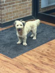 Reunited Unknown Dog last seen Sibley, Dolton, IL 60419