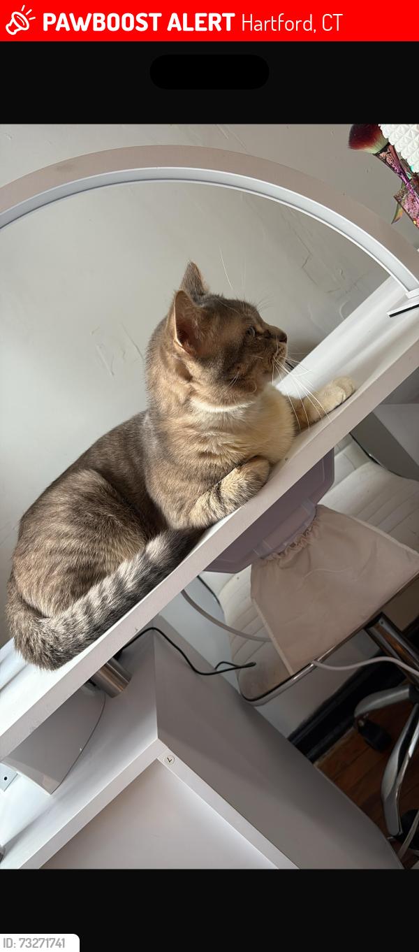 Lost Male Cat last seen Near Woodland closed to Sant Francis hosp, Hartford, CT 06105