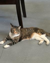 Reunited Female Cat last seen El Sarape Desert Hot Springs, Desert Hot Springs, CA 92241