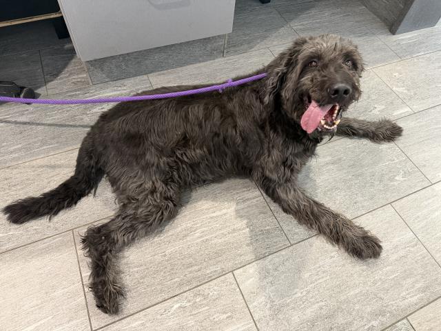 Shelter Stray Male Dog last seen Near BLOCK S MOBILE PL, AURORA CO 80017 3148, 2080 S Quebec St, Denver, CO 80231, USA