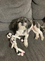 Reunited Male Dog last seen Near Cozy Cove Ave, El Paso, TX 79938, USA, El Paso, TX 79938