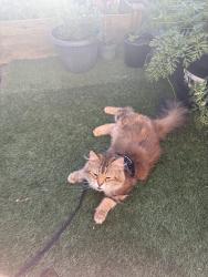Reunited Female Cat last seen Near Holmes street, Boston, MA 02134