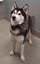 Shelter Stray Male Dog last seen , 655 N Mojave Rd, Las Vegas, NV 89101, USA