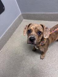 Shelter Stray Male Dog last seen Near BLOCK BOULDER HWY, LAS VEGAS NV 89122, 655 N Mojave Rd, Las Vegas, NV 89101, USA