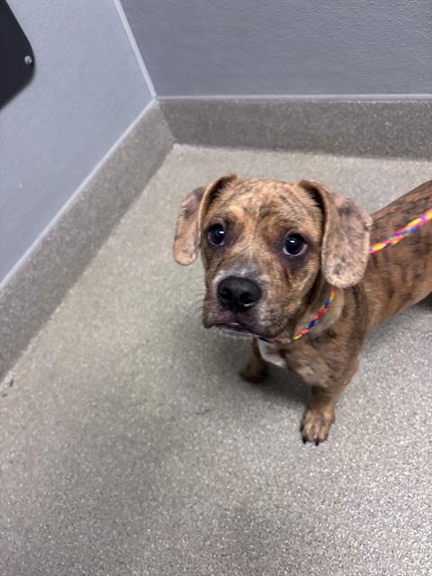 Shelter Stray Male Dog last seen Near BLOCK BOULDER HWY, LAS VEGAS NV 89122, 655 N Mojave Rd, Las Vegas, NV 89101, USA