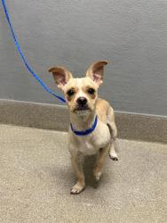 Shelter Stray Female Dog last seen Near BLOCK BOULDER HWY, LAS VEGAS NV 89122, 655 N Mojave Rd, Las Vegas, NV 89101, USA