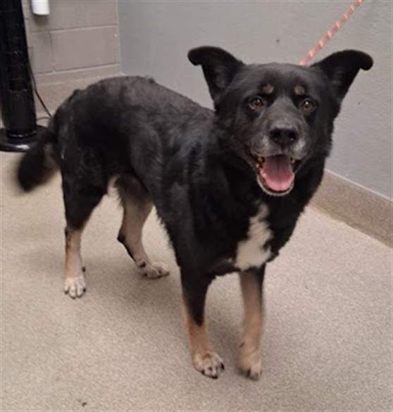 Shelter Stray Male Dog last seen Near BLOCK MARNELL DR, LAS VEGAS NV 89121, 655 N Mojave Rd, Las Vegas, NV 89101, USA