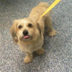 Shelter Stray Male Dog last seen CHARLOTTE, 8315 Byrum Dr, Charlotte, NC 28217, USA