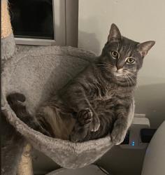 Lost Male Cat last seen Kensington Park, Pearland Tx, Banbury Cross subdivision, Pearland, TX 77581