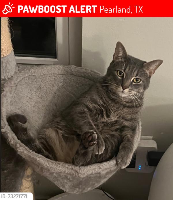 Lost Male Cat last seen Kensington Park, Pearland Tx, Banbury Cross subdivision, Pearland, TX 77581
