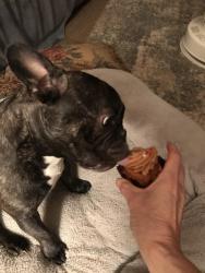 Lost Female Dog last seen Near the nature area next to the church, Cecil County, MD 21912