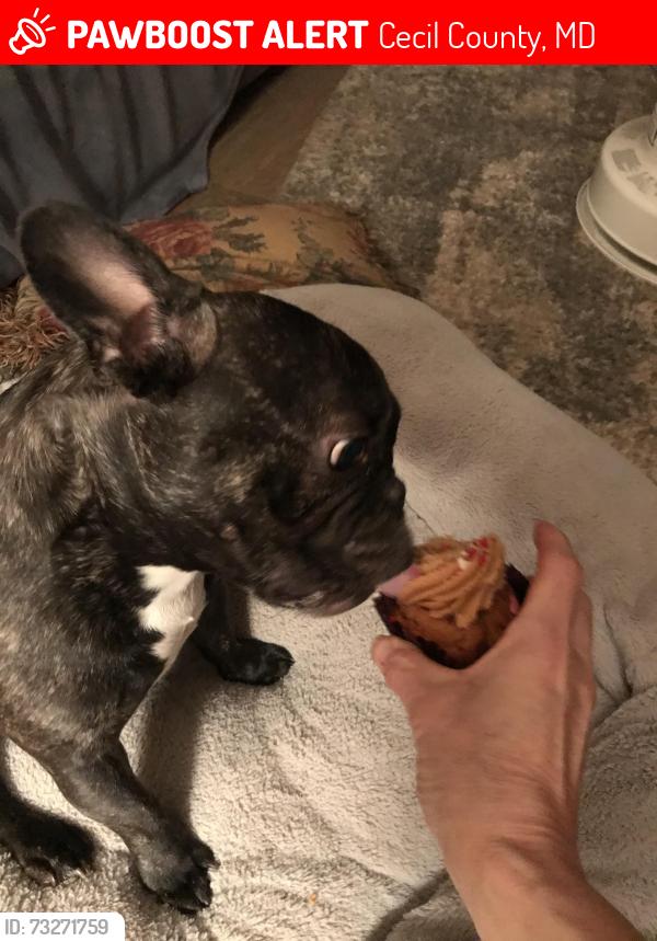 Lost Female Dog last seen Near the nature area next to the church, Cecil County, MD 21912