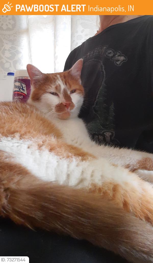 Found/Stray Female Cat last seen South Post Road near Post Road Airport., Indianapolis, IN 46239