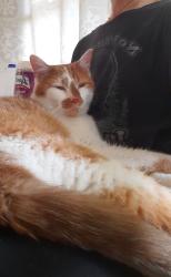 Found/Stray Female Cat last seen South Post Road near Post Road Airport., Indianapolis, IN 46239