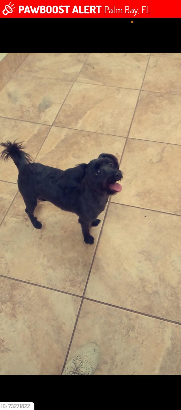 Lost Male Dog last seen Weslaco street headed towards cogan road, Palm Bay, FL 32909