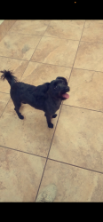 Lost Male Dog last seen Weslaco street headed towards cogan road, Palm Bay, FL 32909