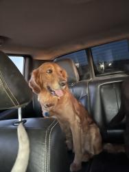 Lost Male Dog last seen Casa Blanca Rd & N Garcia Rd., Sacaton, AZ 85147
