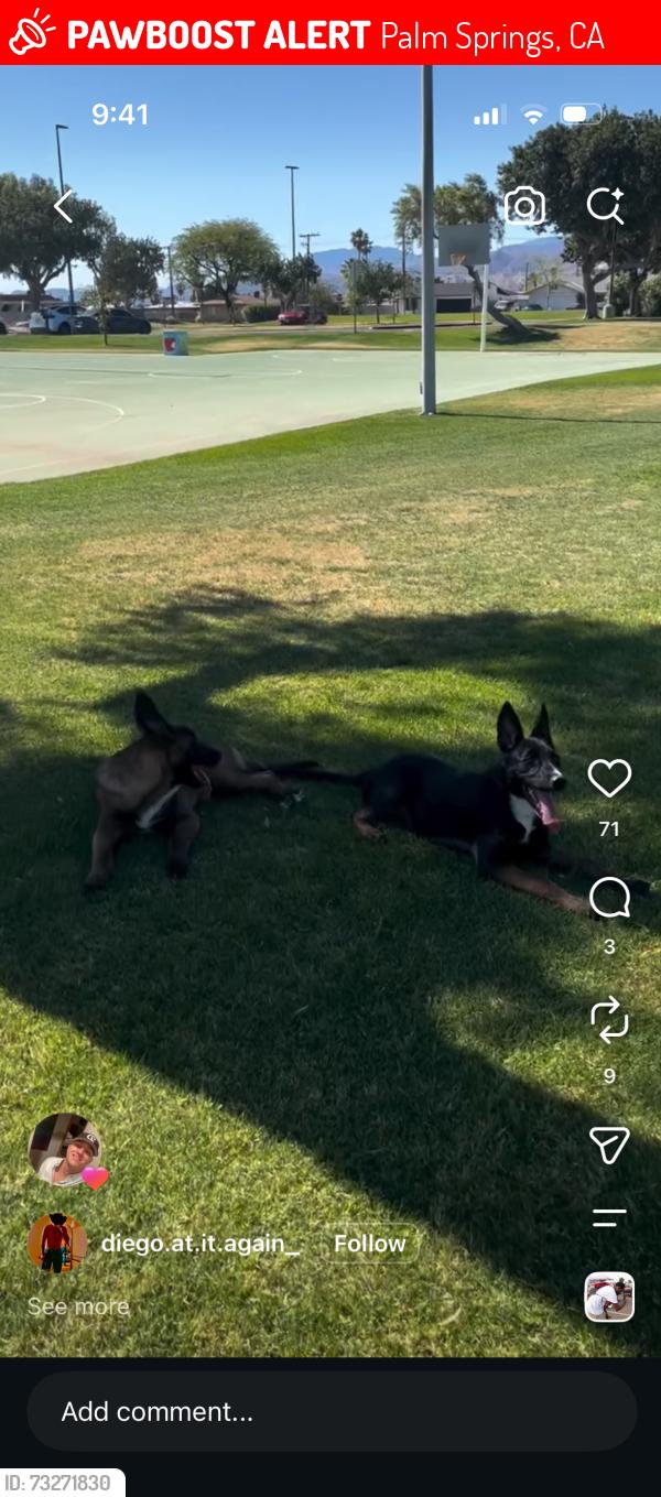 Lost Male Dog last seen West tramview rd, Palm Springs, CA 92262