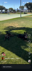 Lost Male Dog last seen West tramview rd, Palm Springs, CA 92262