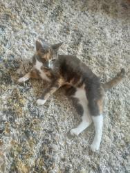 Lost Female Cat last seen Anawan Ave, Boston, MA 02131