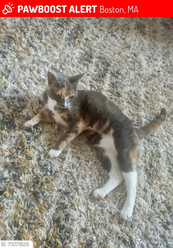 Lost Female Cat last seen Anawan Ave, Boston, MA 02131