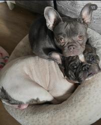 Lost Male Dog last seen Redwood heights, Oakland, CA 94619