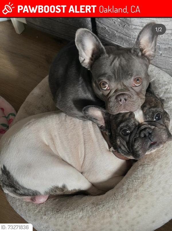 Lost Male Dog last seen Redwood heights, Oakland, CA 94619