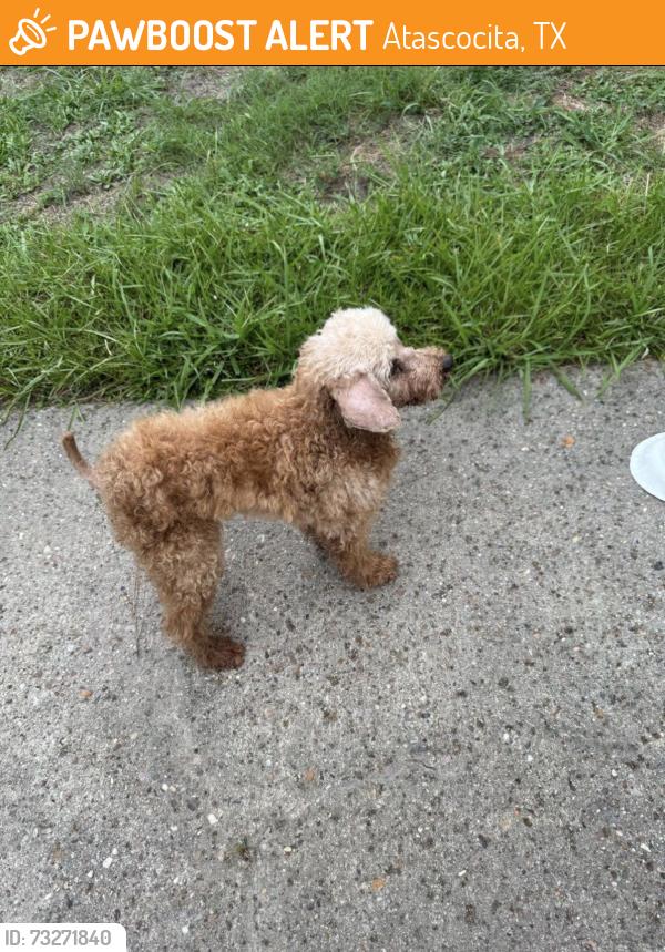 Found/Stray Female Dog last seen Woodlace dr, Atascocita, TX 77346