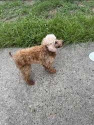 Found/Stray Female Dog last seen Woodlace dr, Atascocita, TX 77346
