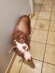 Shelter Stray Male Dog last seen Near BLK RAYMOND AVE, LB 90804, 7700 E Spring St, Long Beach, CA 90815, USA