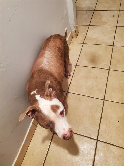 Shelter Stray Male Dog last seen Near BLK RAYMOND AVE, LB 90804, 7700 E Spring St, Long Beach, CA 90815, USA