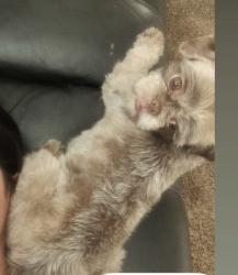 Reunited Female Dog last seen Boston ln, King City, CA 93930