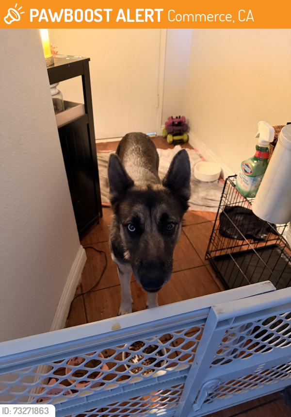 Found/Stray Female Dog last seen Gage Ave & Chalet Dr., Commerce, CA 90040