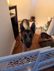 Found/Stray Female Dog last seen Gage Ave & Chalet Dr., Commerce, CA 90040