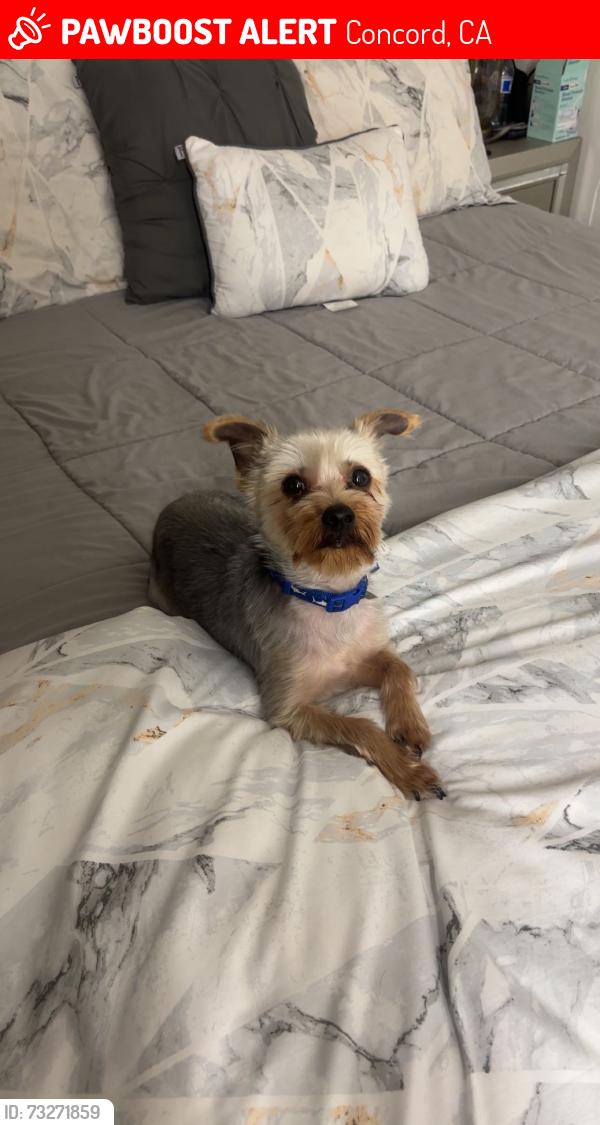 Lost Male Dog last seen galindo street, Concord, CA 94519