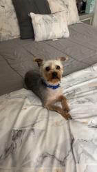 Lost Male Dog last seen galindo street, Concord, CA 94519