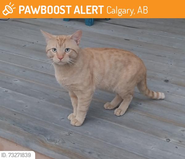 Found/Stray Unknown Cat last seen Everglen Rise and Everglen Rd., Calgary, AB 