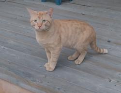 Found/Stray Unknown Cat last seen Everglen Rise and Everglen Rd., Calgary, AB 