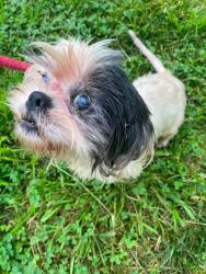 Shelter Stray Female Dog last seen Near PenLucy rd, 21229, MD, 2490 Giles Rd, Baltimore, MD 21225, USA