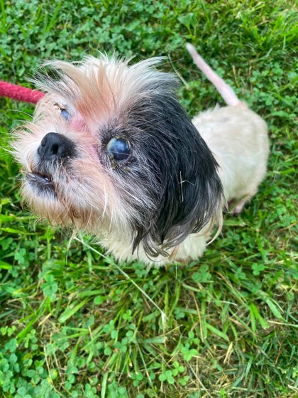 Shelter Stray Female Dog last seen Near PenLucy rd, 21229, MD, 2490 Giles Rd, Baltimore, MD 21225, USA