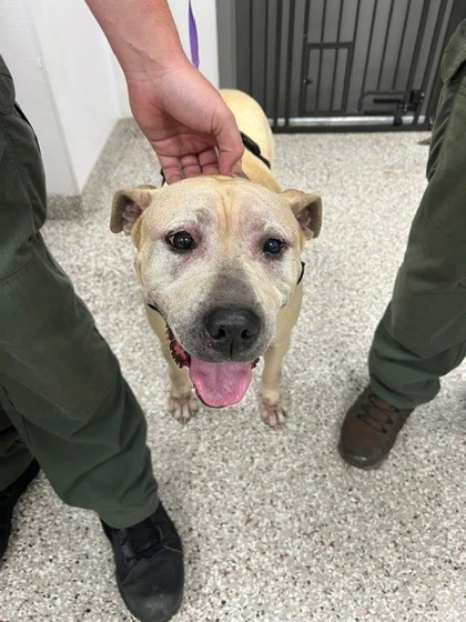 Shelter Stray Female Dog last seen Near Wilkinson Blvd, County/Unicorporated, NC, 1491 Business Park Ct, Gastonia, NC 28052, USA
