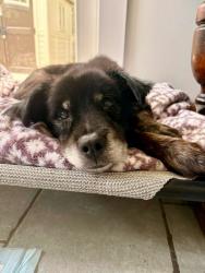 Shelter Stray Male Dog last seen Near Thompson Lithonia, 30038, 30038, GA, 3280 Chamblee Dunwoody Rd, Chamblee, GA 30341, USA