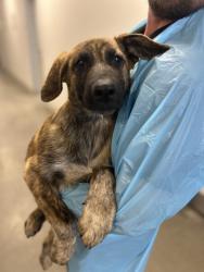 Shelter Stray Male Dog last seen N Modoc Ave & W Shaw Ave, Kerman Zone Fresno CO 1A 93630, CA, 1510 W Dan Ronquillo Dr, Fresno, CA 93706, USA