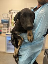 Shelter Stray Male Dog last seen N Modoc Ave & W Shaw Ave, Kerman Zone Fresno CO 1A 93630, CA, 1510 W Dan Ronquillo Dr, Fresno, CA 93706, USA